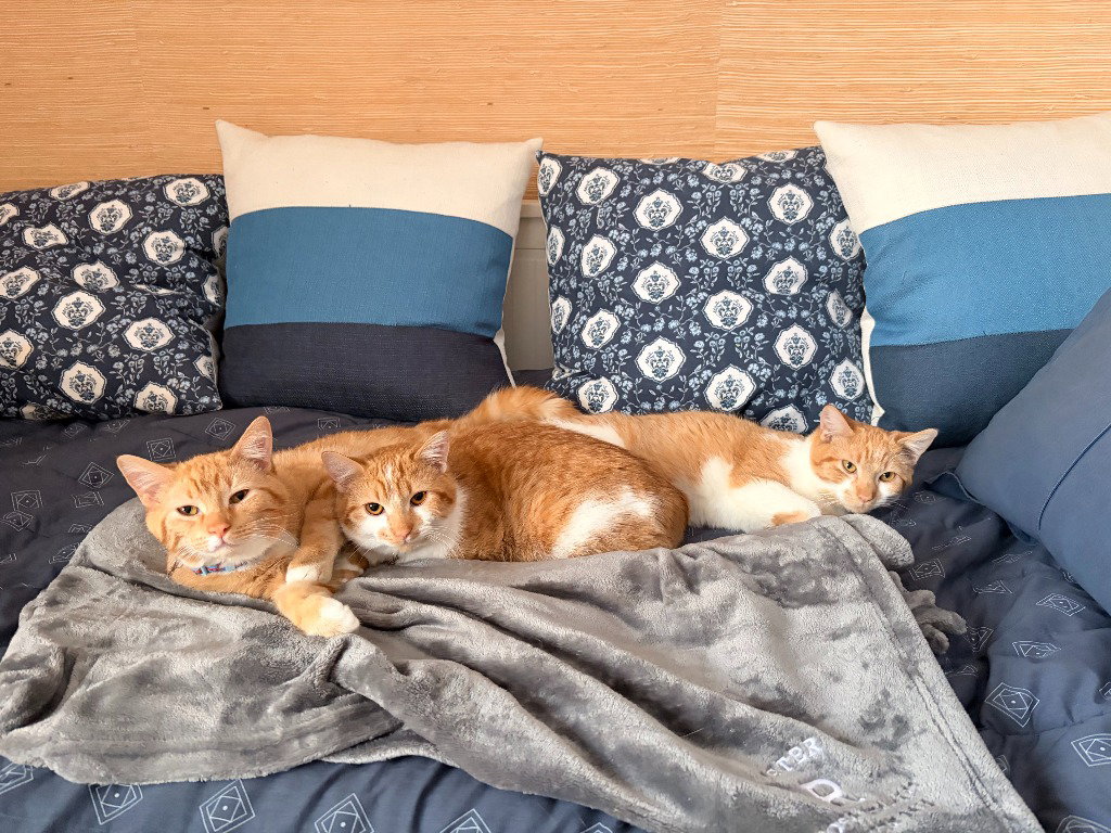 Mikan / Yuzu / Kaki
