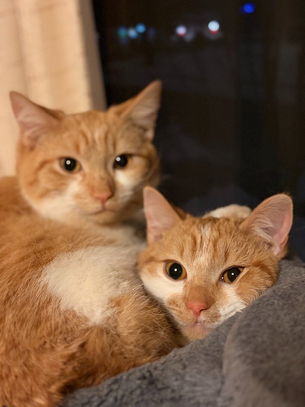 Mikan / Yuzu / Kaki