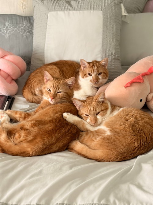 Mikan / Yuzu / Kaki, Young Domestic Short Hair / Mixed, cat for adoption in Lakeville, Minnesota