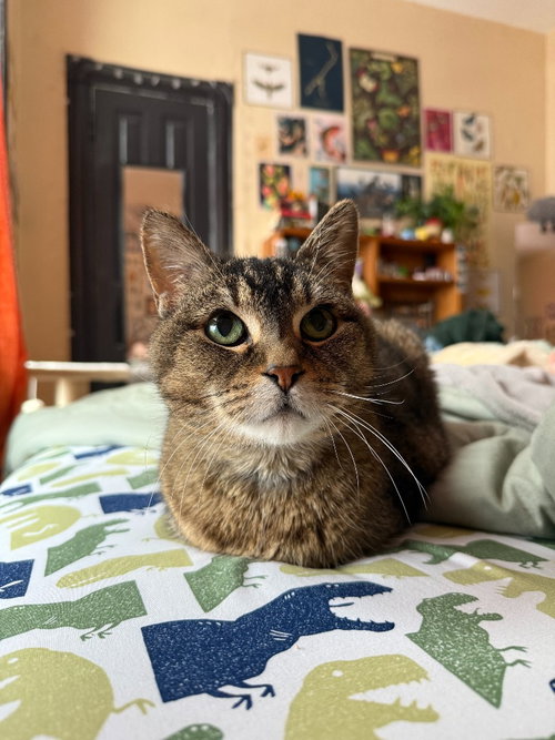 Zelda, Senior Domestic Short Hair / Mixed, cat for adoption in Lakeville, Minnesota