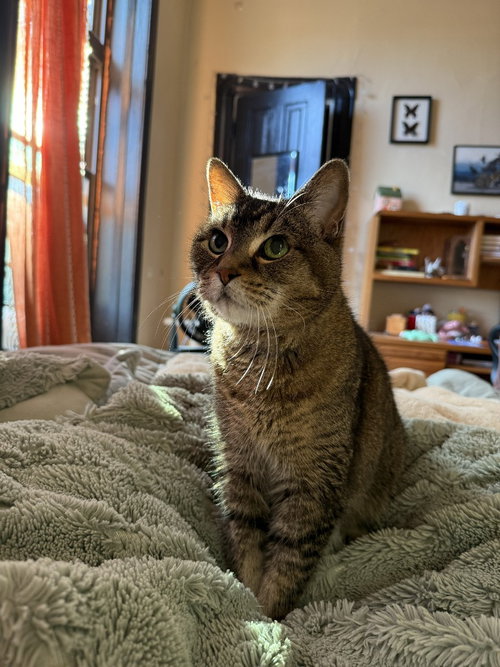 Zelda