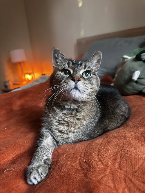Photo 4 of Zelda