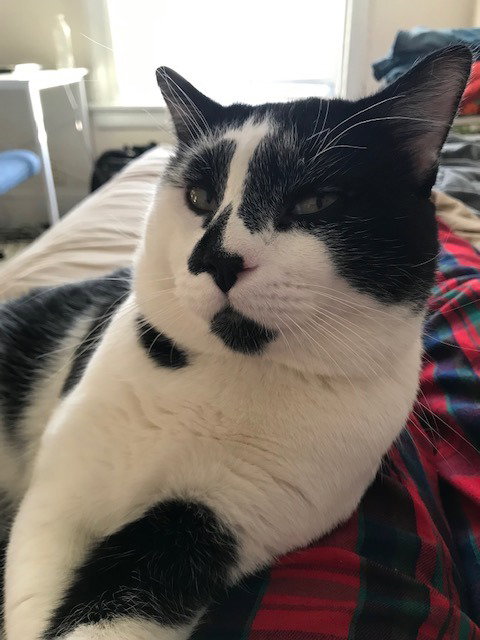 Clancy, Adult Domestic Short Hair / Mixed, cat for adoption in Lakeville, Minnesota