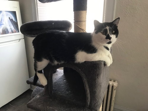 Clancy, an adoptable Domestic Short Hair in St. Paul, MN