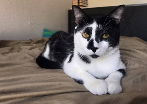 Clancy-Pending Adoption, Adult Domestic Short Hair / Mixed, cat for adoption in Eagan, Minnesota
