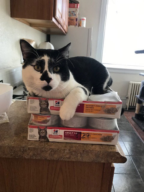 Clancy-Pending Adoption