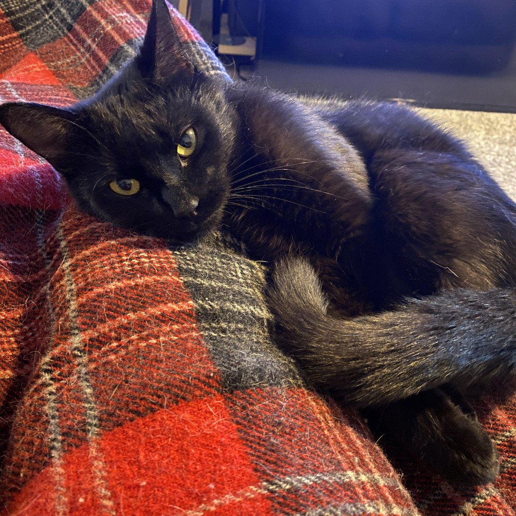Sophia (FeLV+)