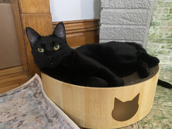 Sophia (FeLV+)