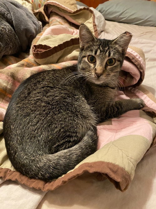Tinker (FeLV+) - Pending Adoption, Young Domestic Short Hair / Mixed, cat for adoption in Lakeville, Minnesota