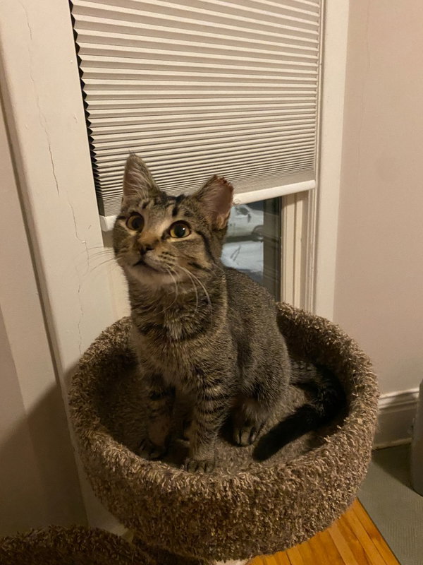 Tinker (FeLV+)