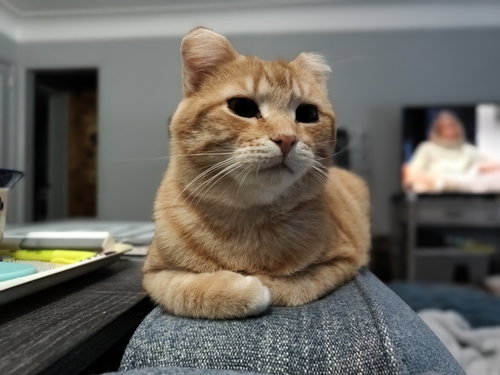 Sunset (FIV+), Adult Domestic Short Hair / Mixed, cat for adoption in Lakeville, Minnesota
