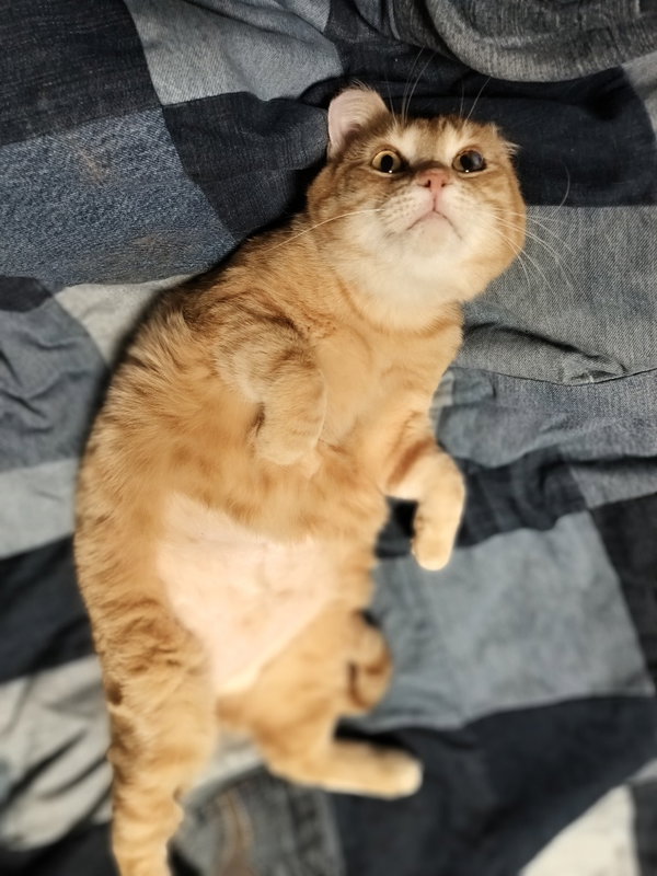 Sunset (FIV+)