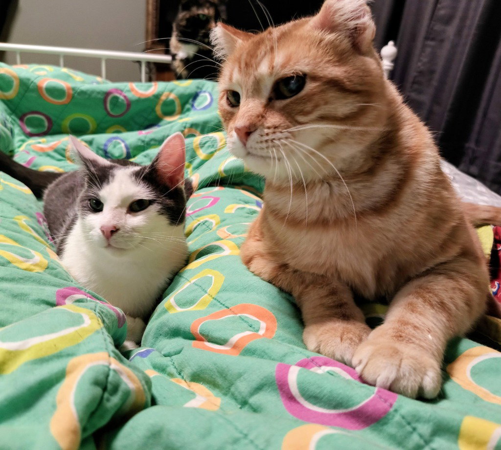 Sunset (FIV+) / Mouse (FIV+)