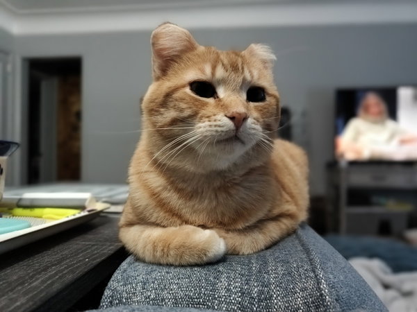 Sunset (FIV+) / Mouse (FIV+)