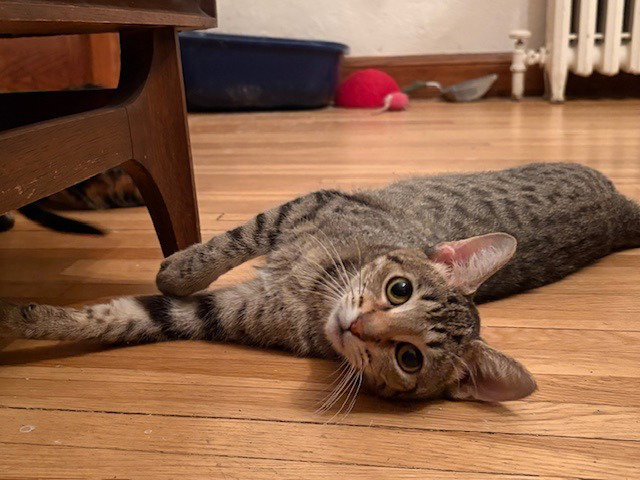 Amira