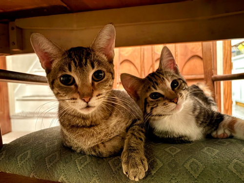 Amira / Juno, an adoptable Domestic Short Hair in St. Paul, MN