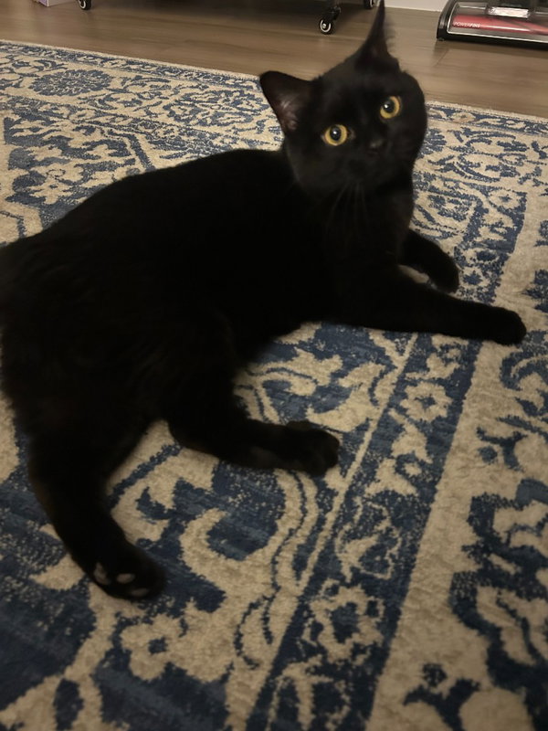 Daenerys-No longer accepting apps