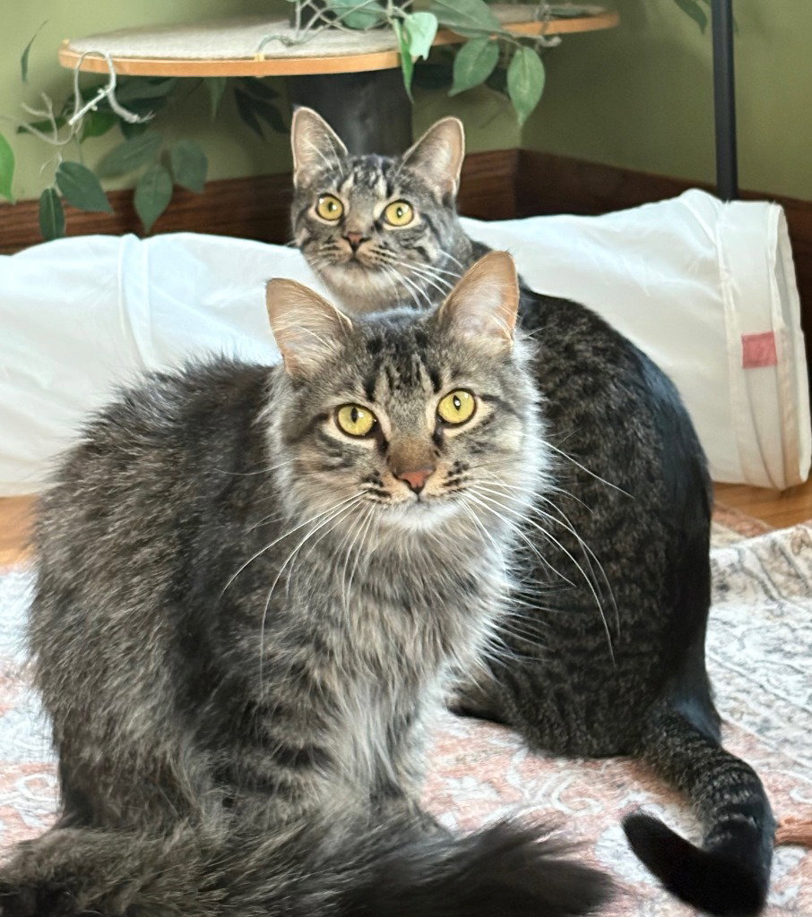 Puk / Nymphodora Image