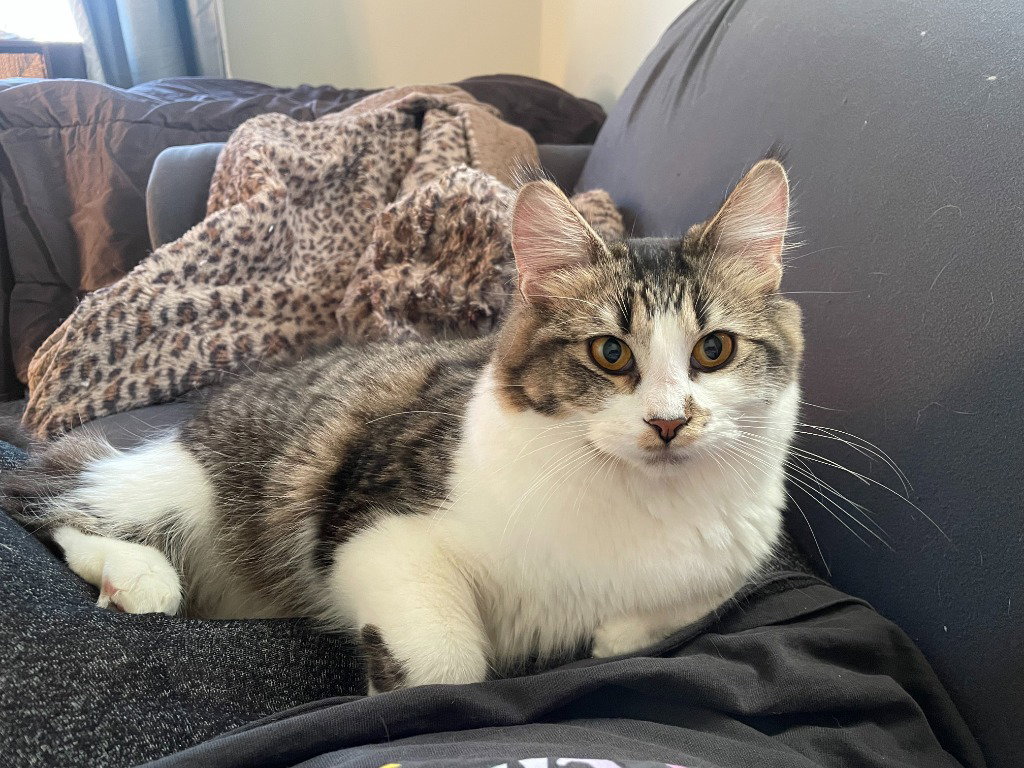 Betty - Pending Adoption Image