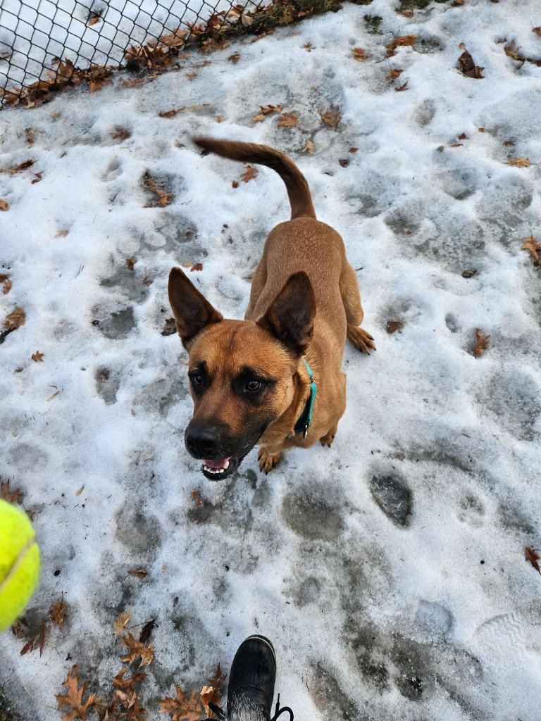 Ollie