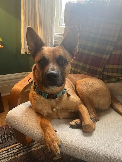 Ollie, an adoptable German Shepherd Dog in St. Paul, MN