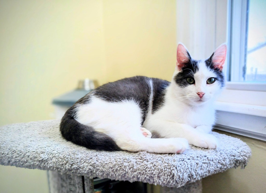 Mouse FIV+ Image