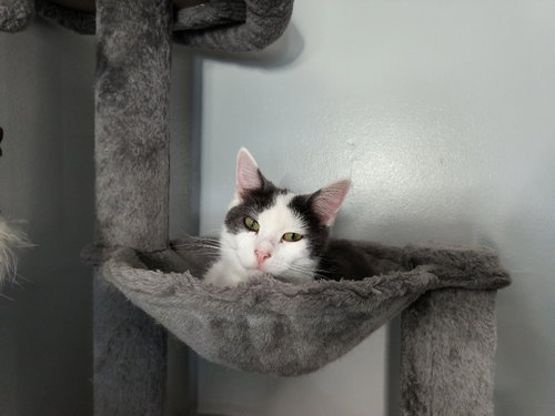 Mouse FIV+, Young Domestic Short Hair / Mixed, cat for adoption in Lakeville, Minnesota