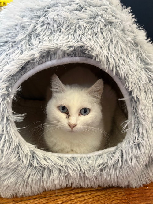 OPAL / PEARL - Domestic Short Hair available for adoption