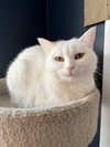 Opal / Pearl - Photo 3