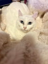 Opal / Pearl - Photo 4