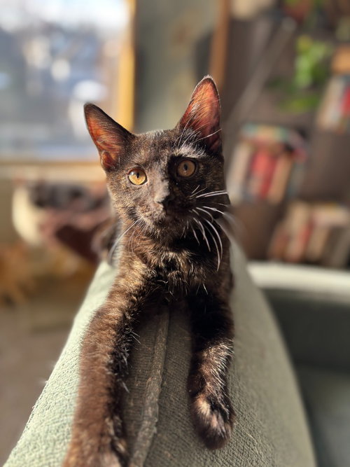 RAINBOW TROUT - Domestic Short Hair available for adoption