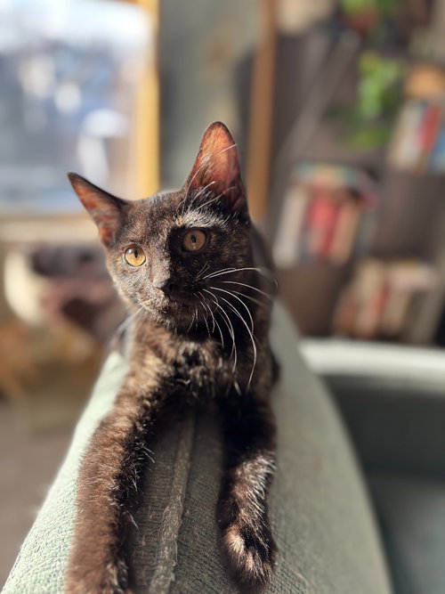 RAINBOW TROUT - Domestic Short Hair available for adoption