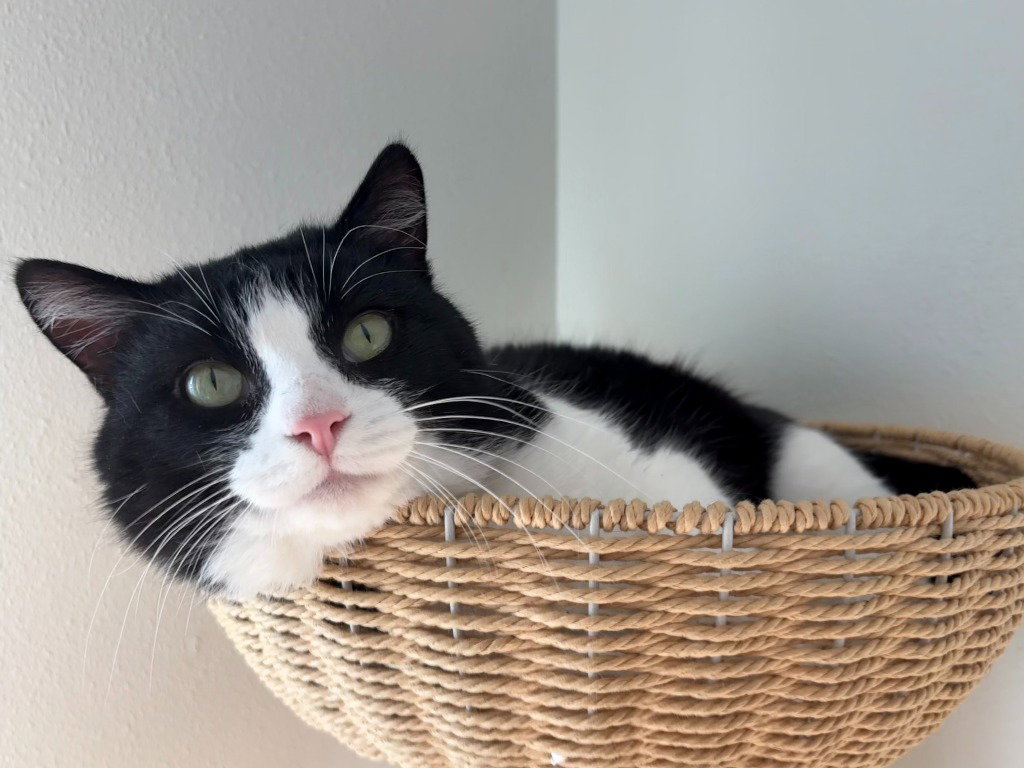 Oreo (FIV+) Image