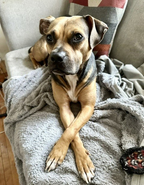 Plum, photo 2