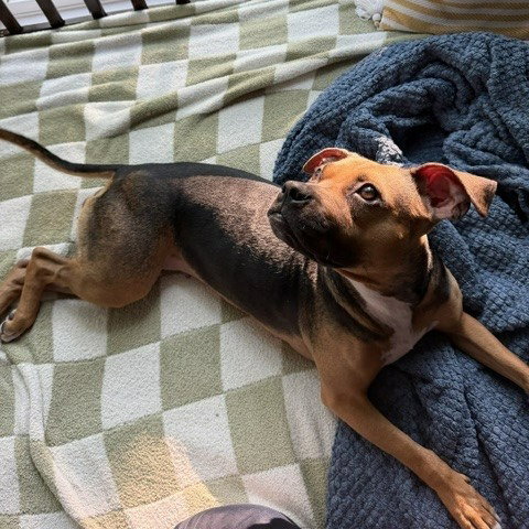 Plum, photo 4