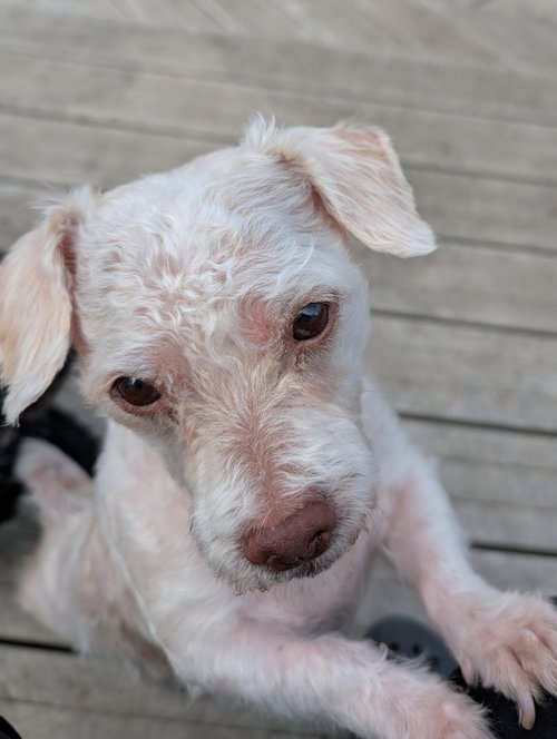 WINNIE - Shih Tzu / Poodle (unknown type) available for adoption