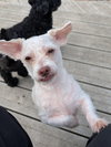 Winnie - Photo 3