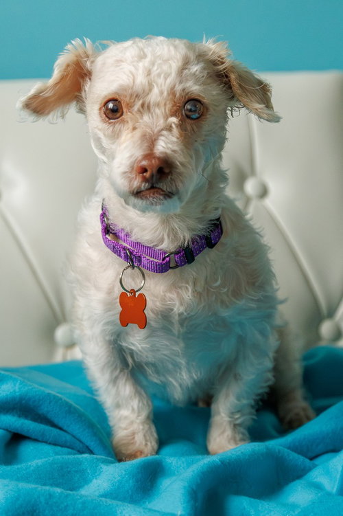 WINNIE - Shih Tzu / Poodle (unknown type) for adoption in St. Paul
