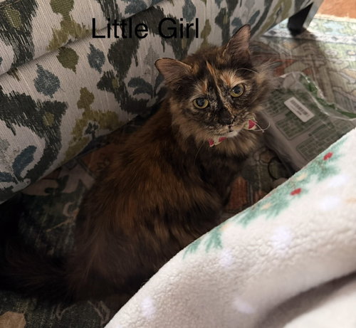 LITTLE GIRL / PRECIOUS - Domestic Short Hair available for adoption