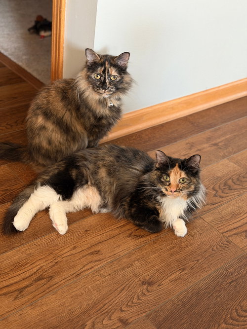 Little Girl / Precious, Adult Domestic Short Hair / Mixed, cat for adoption in Lakeville, Minnesota