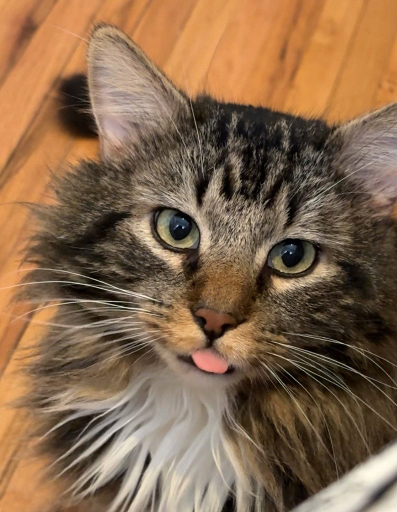 Faxon- Pending Adoption Image