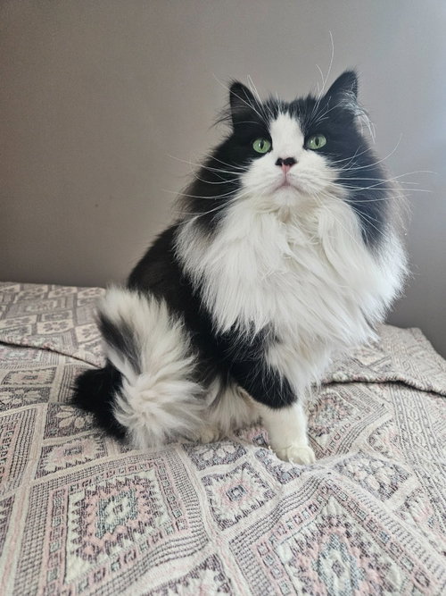 Emmet-No longer accepting apps, an adoptable Domestic Short Hair in St. Paul, MN