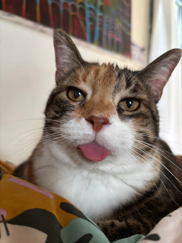 Pauchie-Pending Adoption