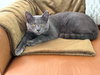 Grayson - Photo 1
