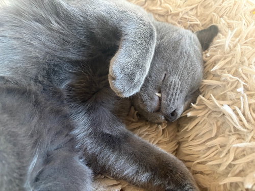 GRAYSON - Domestic Short Hair available for adoption