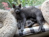 Grayson - Photo 3
