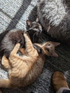 Walt / Willow - Photo 1