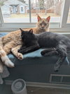Walt / Willow - Photo 2