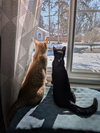 Walt / Willow - Photo 3