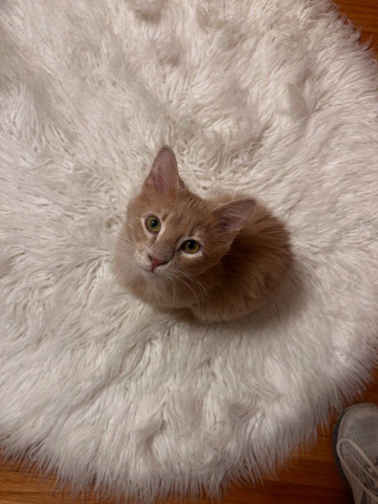 Lenny-No longer accepting apps Image
